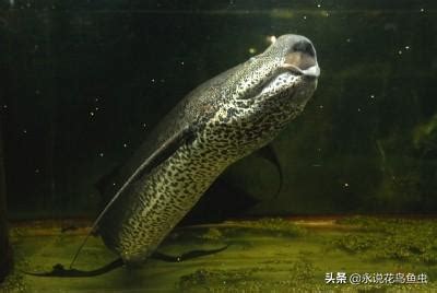 與火相關的行業 肺魚混養